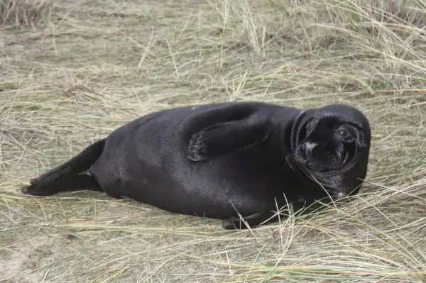 animales negros