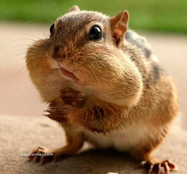 Animales Animales