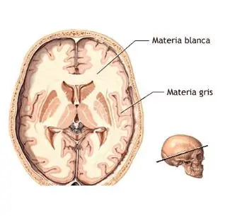 neurona