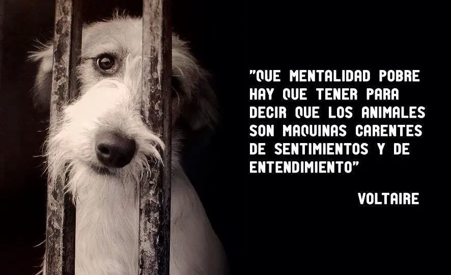 humanidad humanidad