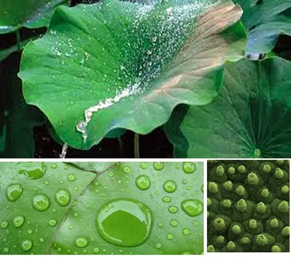 11 inventos inspirados en la naturaleza