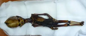 humanoide