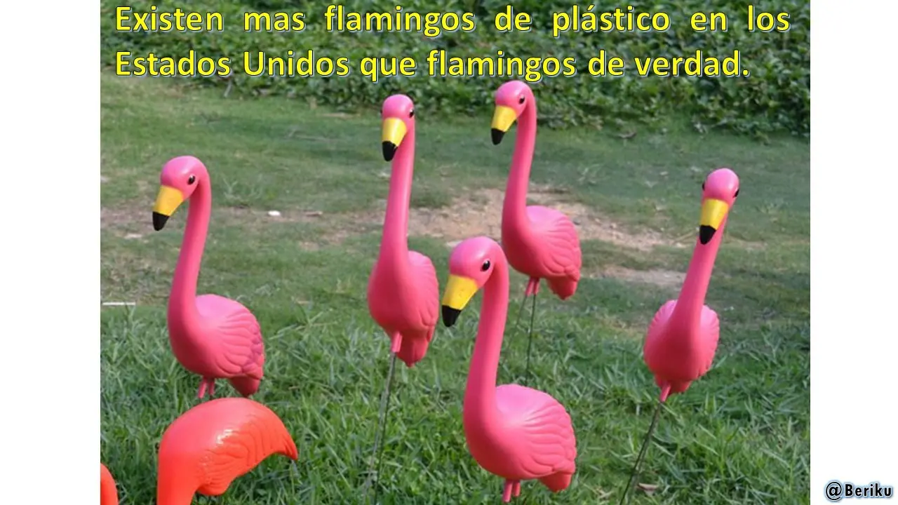 curiosidades