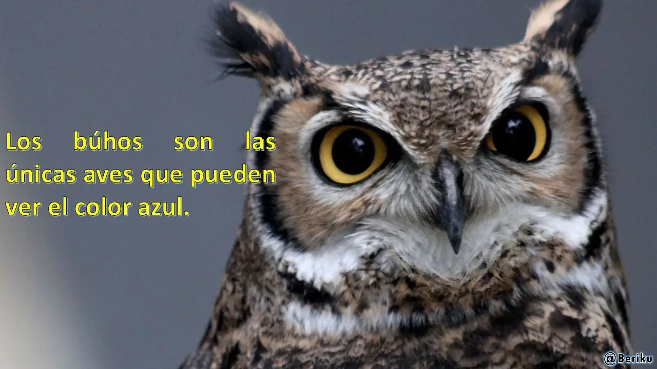 curioso