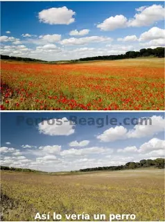 Vista Vista
