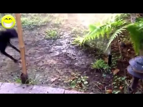 ¿De que manera ven el mundo los animales? ¿De que manera ven el mundo los animales?