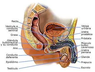 diez partes