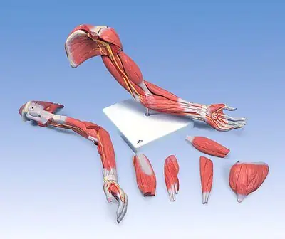 Diez partes inservibles del cuerpo humano!