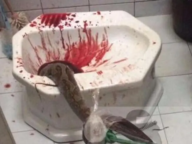 Fue al baño a sacudirla y le mordio el pene una piton