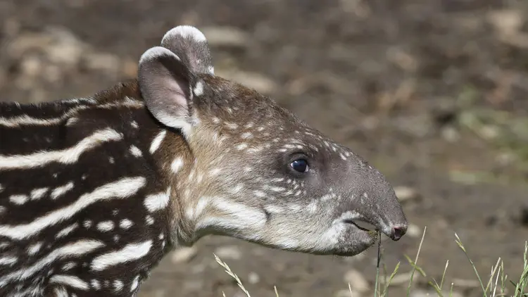 Fósiles completos de un tapir de 3 millones de años