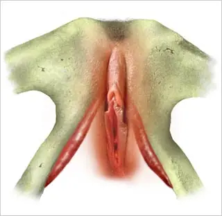 clitoris