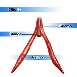 El clítoris (apto)