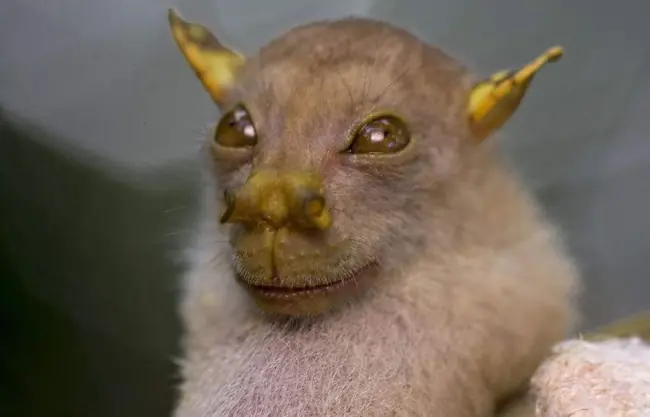 raros