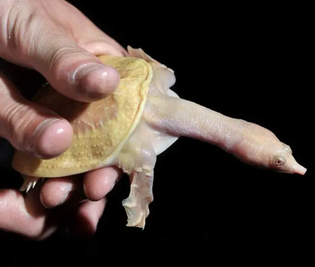 10 Animales que seguro ni junas!