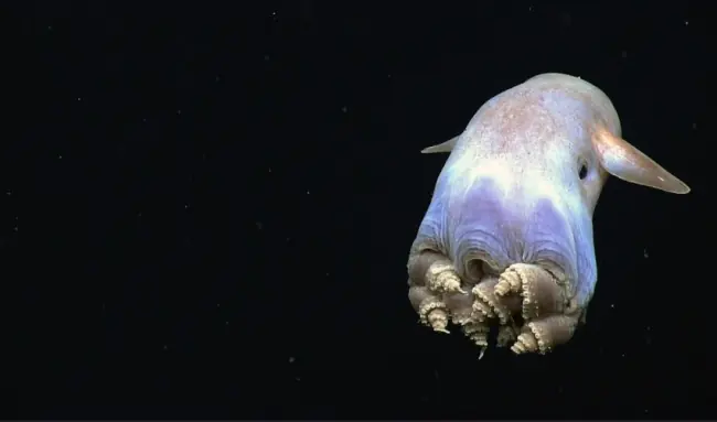 10 Animales que seguro ni junas!