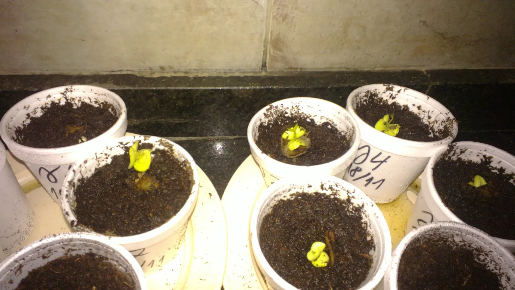 plantar
