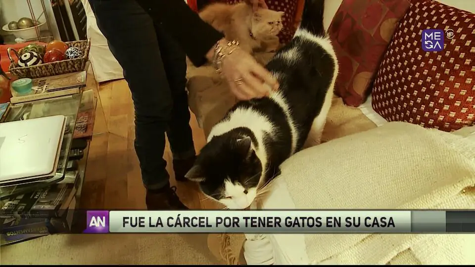 La television chilena es dañina para la salud