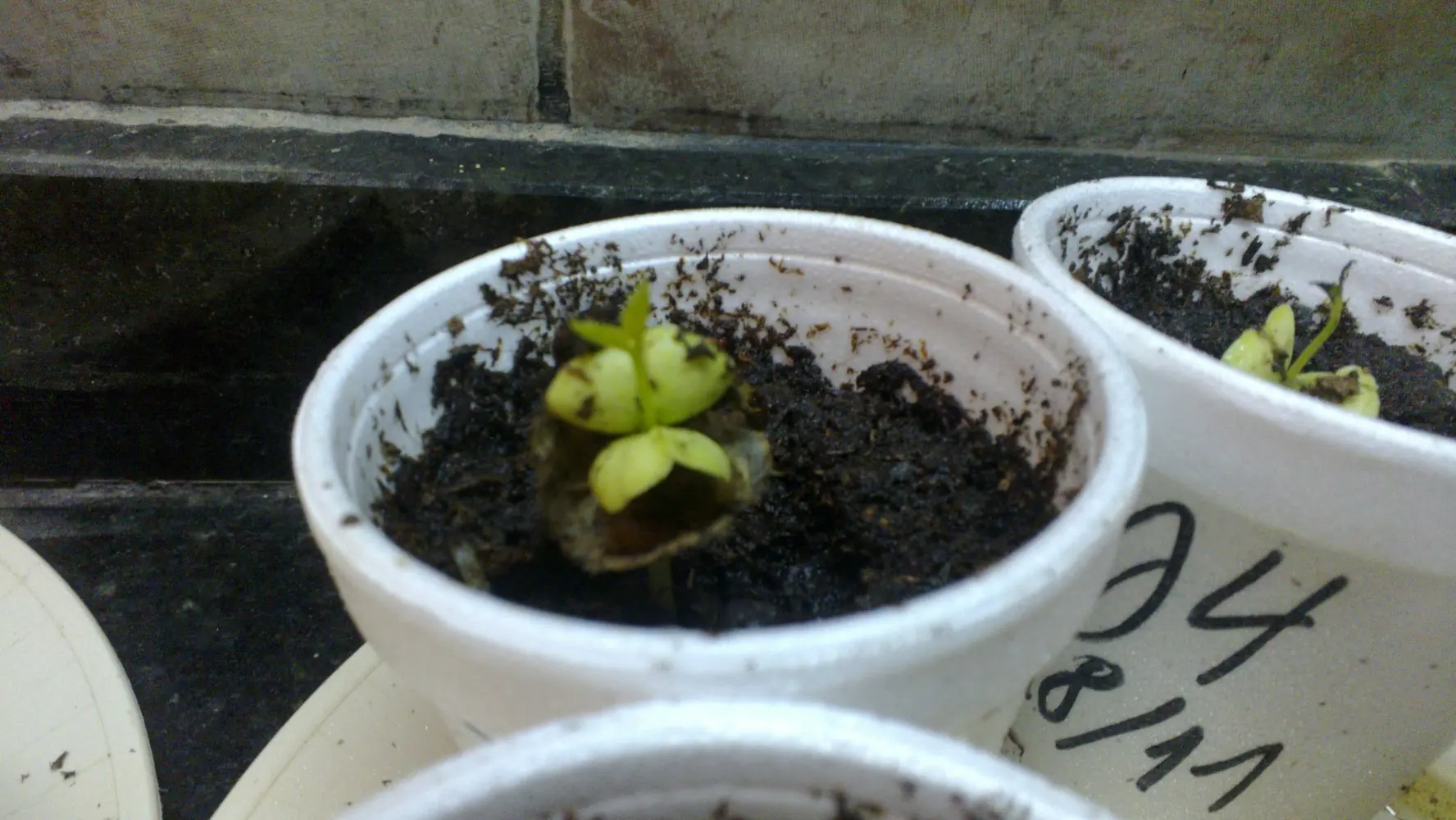 roble