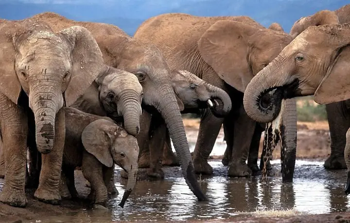 Animales