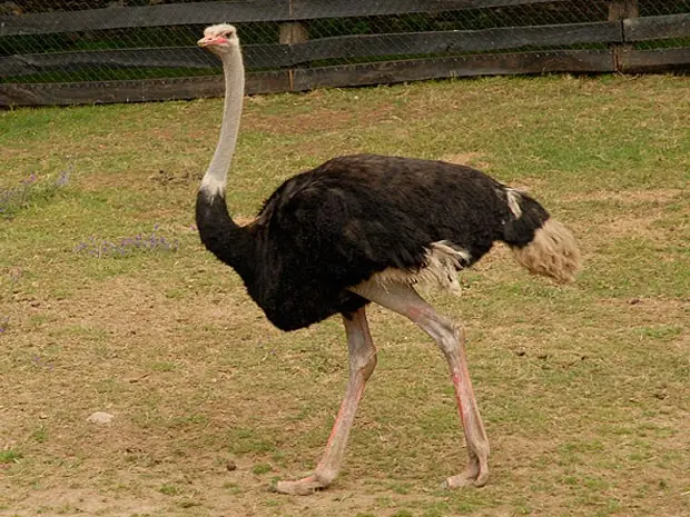 Top 10 animales mas rapidos del mundo
