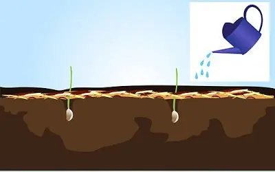 Vegetales Que Solo Tienes Que Comprar Una Vez Si Entras Aqui