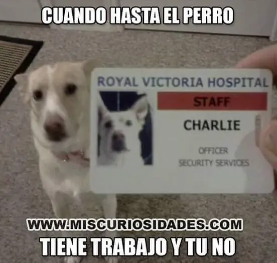 Mirate estas imagenes graciosas papu