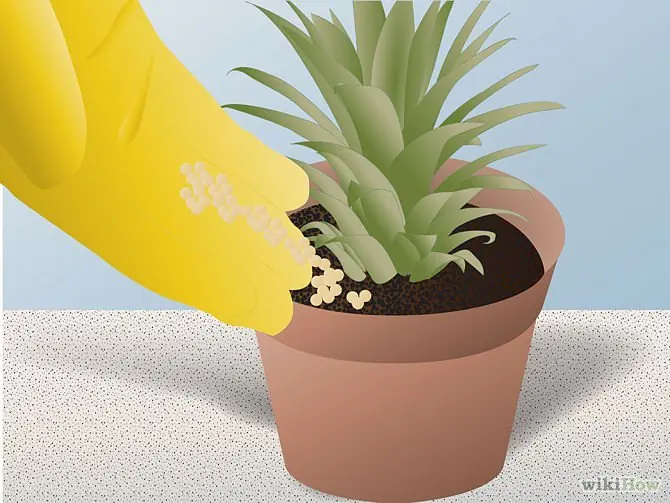 Vegetales Que Solo Tienes Que Comprar Una Vez Si Entras Aqui