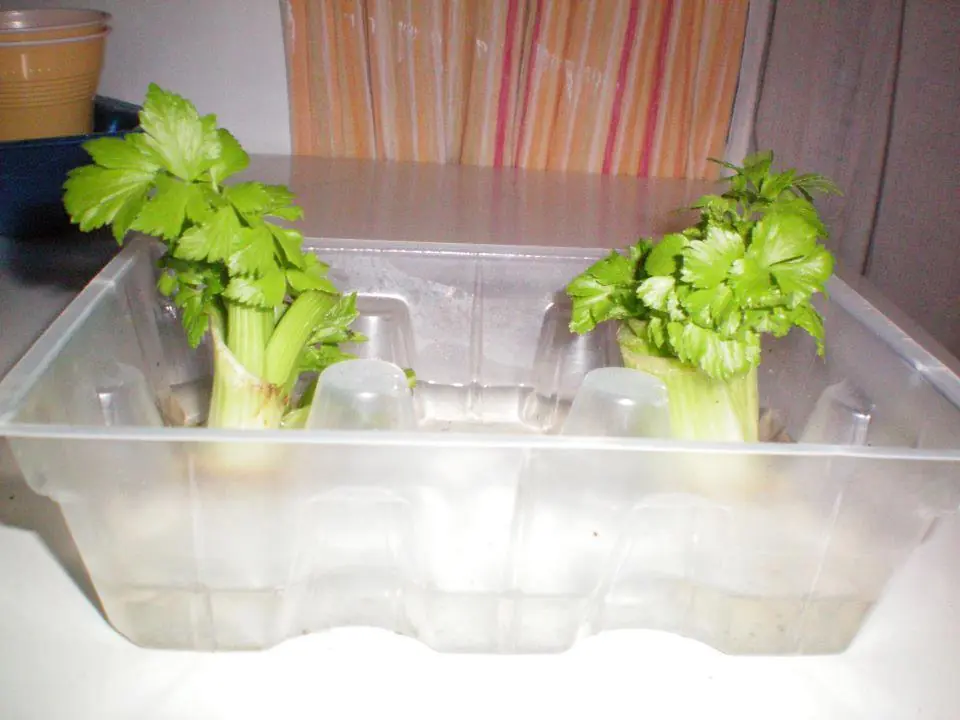 Vegetales Que Solo Tienes Que Comprar Una Vez Si Entras Aqui