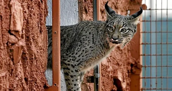 Linces están en peligro!
