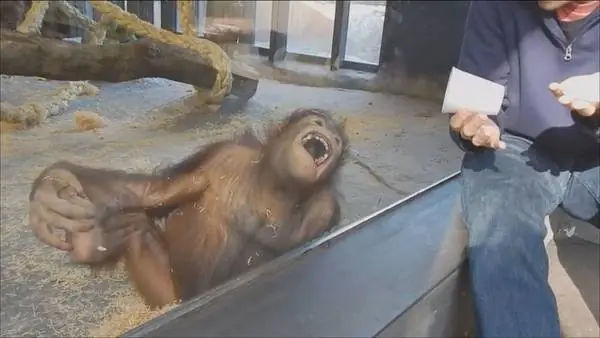 Un orangután estalla en carcajadas por un truco de magia