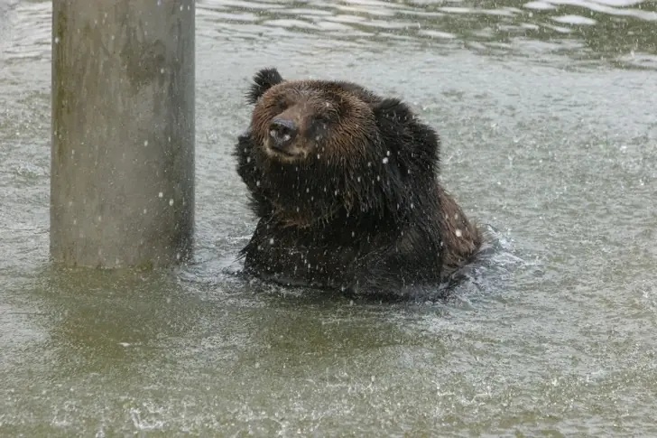 en un chaleco de tortura