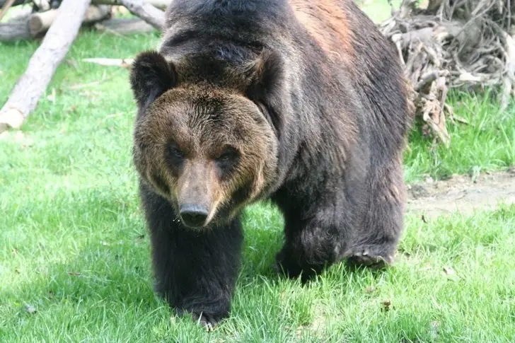 Est Oso estuvo durante añs atrapada en un chaleco de tortura