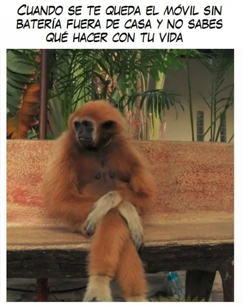 imagenes divertidas
