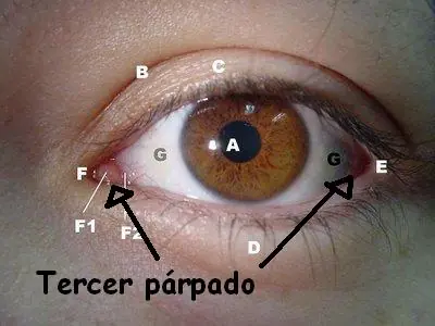 18 Partes del cuerpo que NO necesitamos.