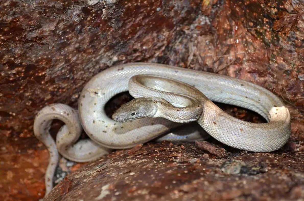 boa plateada