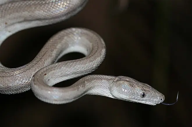 Descubren serpiente color plata: Boa