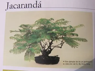 cultivos