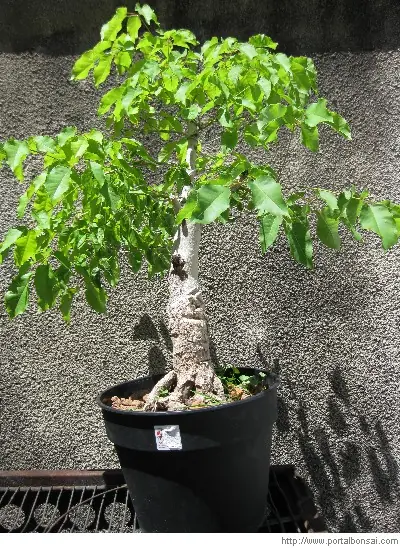 bonsai