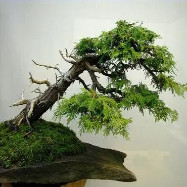 jardines