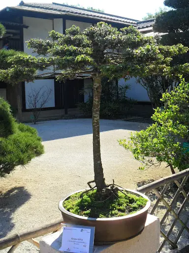 jacaranda