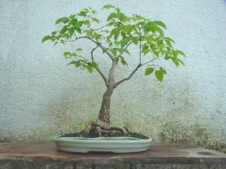 Bonsáis hechos con árboles nativos de la Argentina.