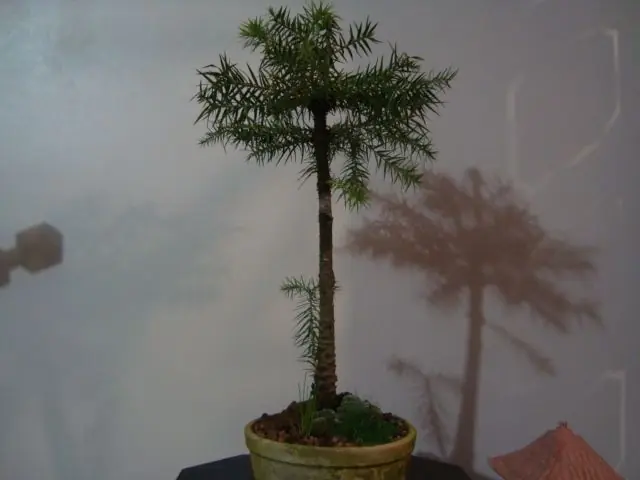 Bonsáis hechos con árboles nativos de la Argentina.