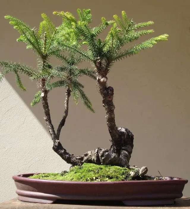 bonsai