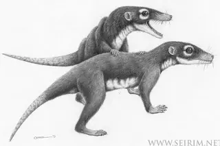 un poquito de info sobre la evolucion