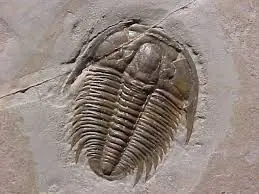 un poquito de info sobre la evolucion