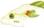 aa