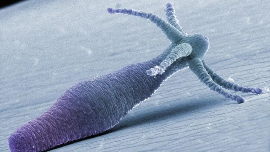 criatura criatura