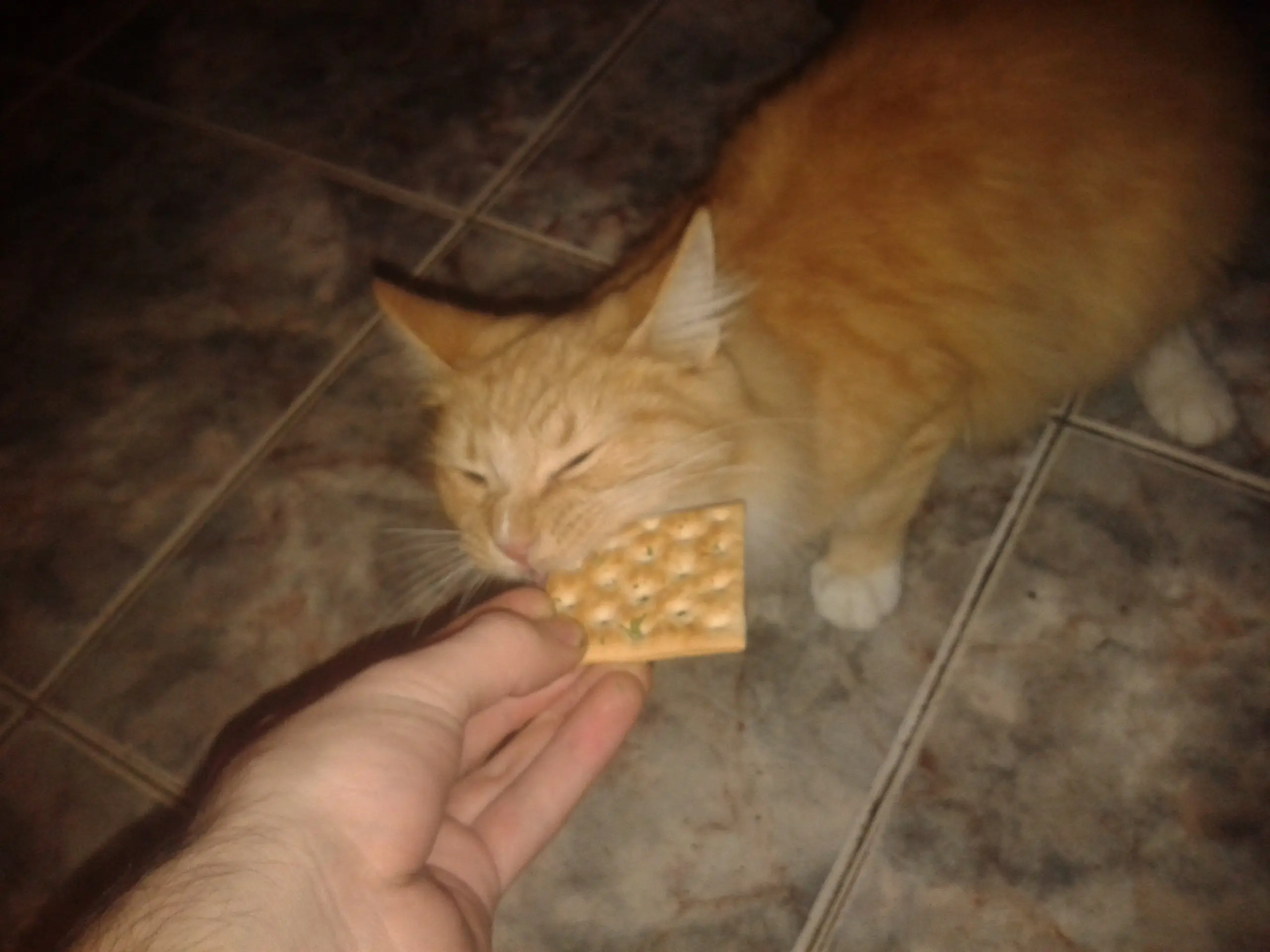 Te enseño a hacer saladix caseras para el bajón papu! Te enseño a hacer saladix caseras para el bajón papu!