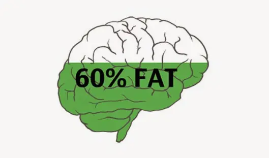 19 cosas que no sabías del Cerebro Humano o Desconocias