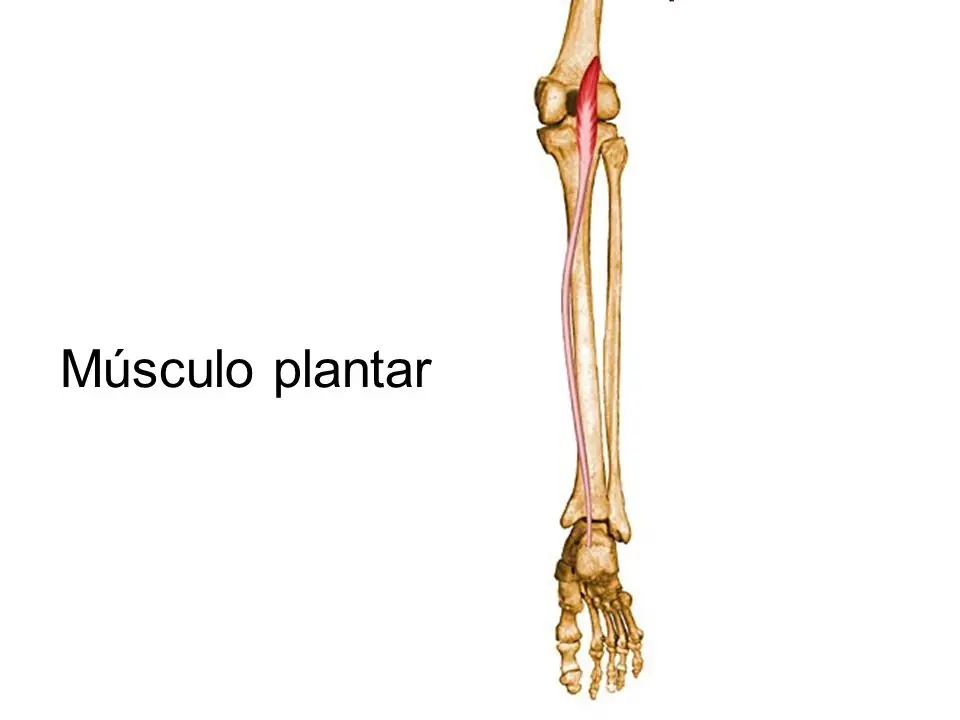 partes del cuerpo